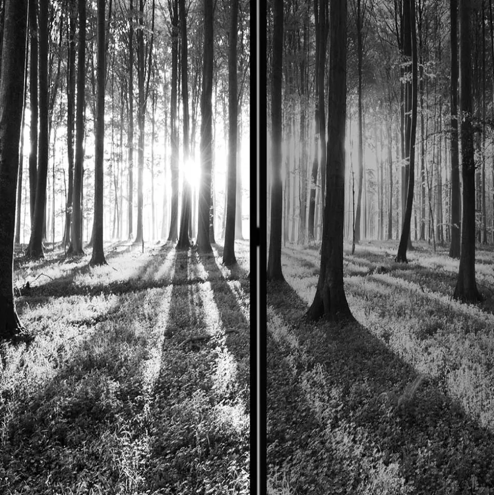 Paravent mit Schwarz-Weiss Druck Wald - Norte